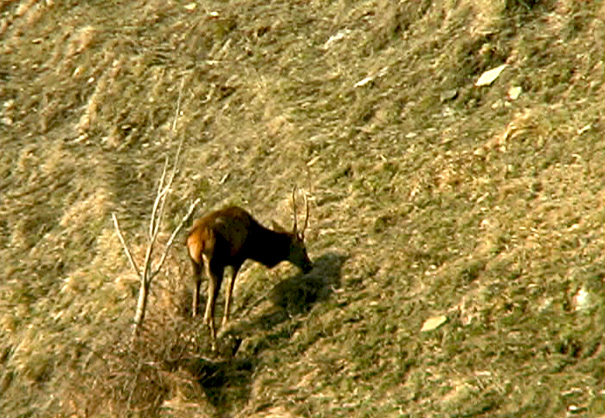 PASSIONE PER IL CERVO